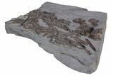 Fossil Ichthyosaur (Stenopterygius) Bone Cluster - Germany #240217-3